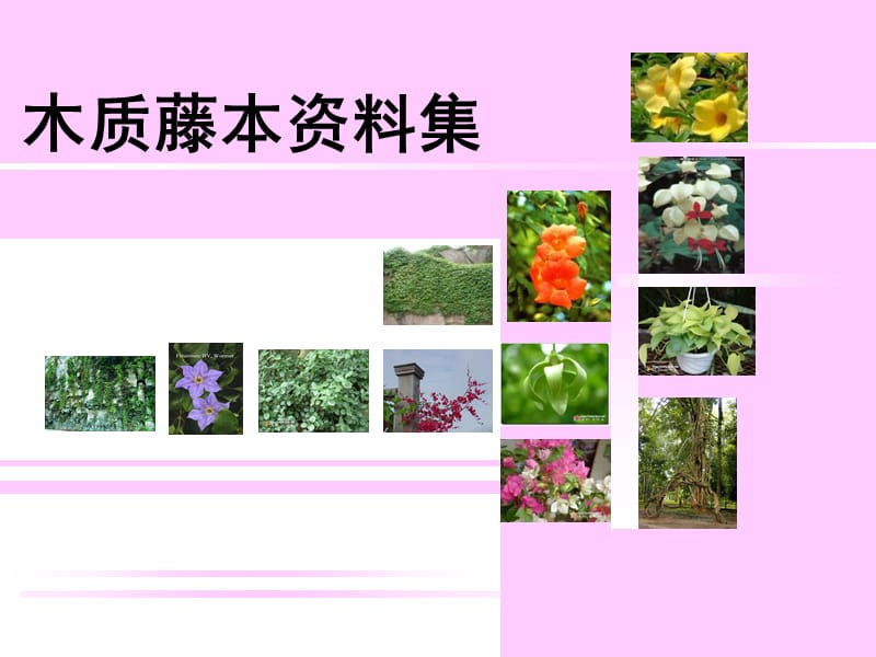 园林常用藤本植物.ppt_第1页