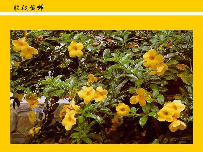 园林常用藤本植物.ppt_第3页