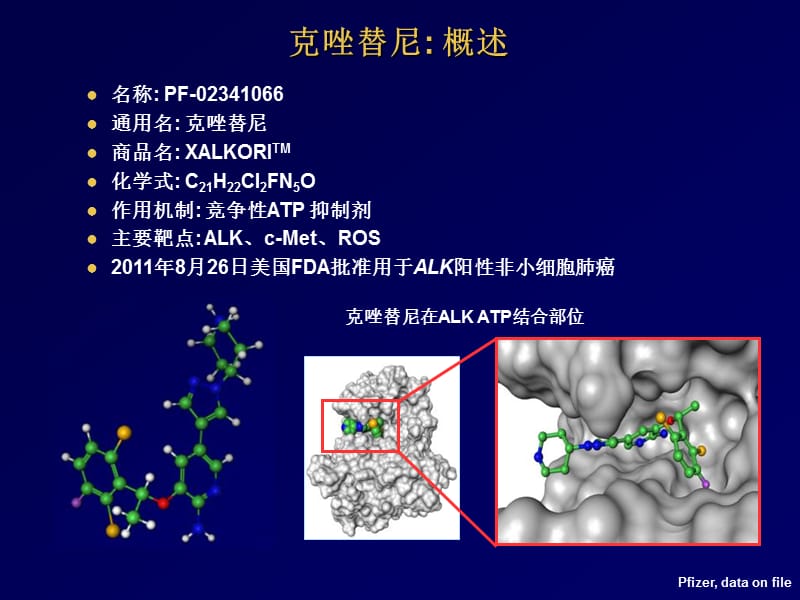 克唑替尼的作用机制和临床前数据.ppt_第2页