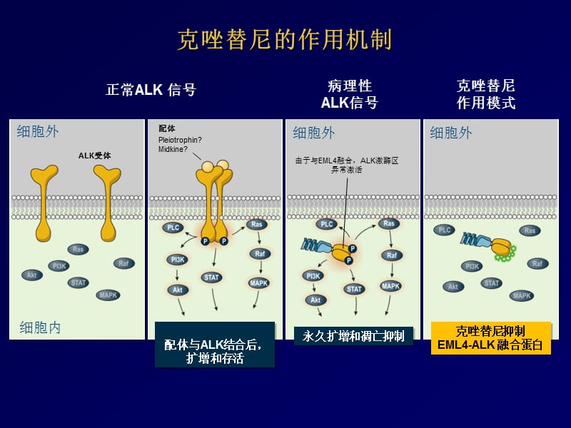 克唑替尼的作用机制和临床前数据.ppt_第3页