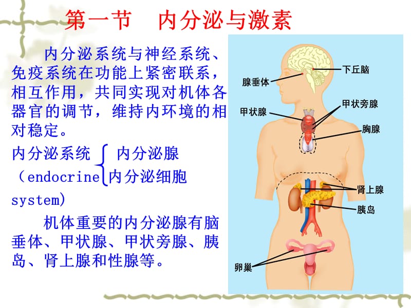 《内分泌本科呢》PPT课件.ppt_第2页