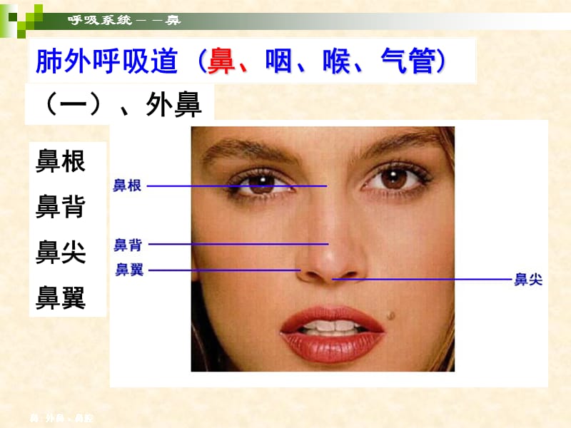 《呼吸系统》P呢PT课件.ppt_第3页