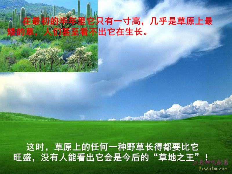 尖毛草的故事.ppt_第2页