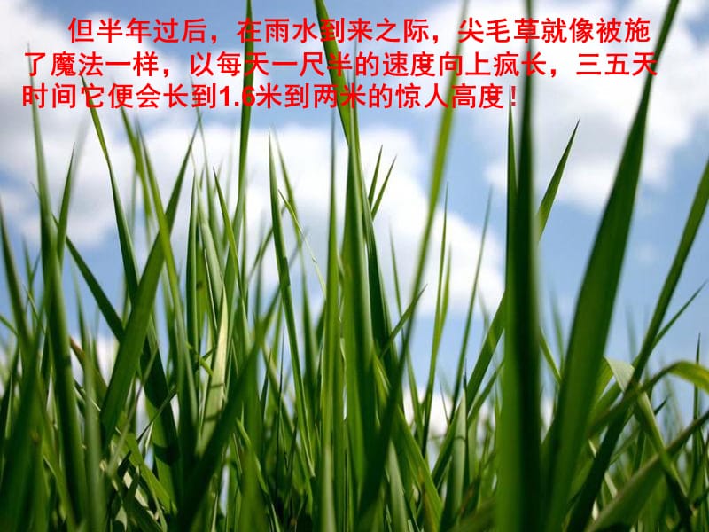 尖毛草的故事.ppt_第3页