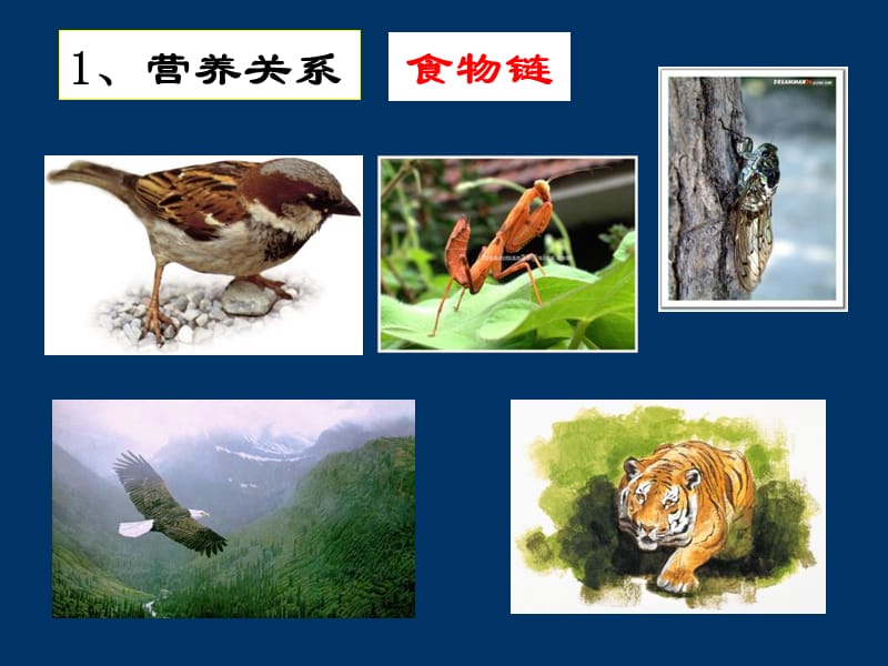 昆虫生态学2.ppt_第3页