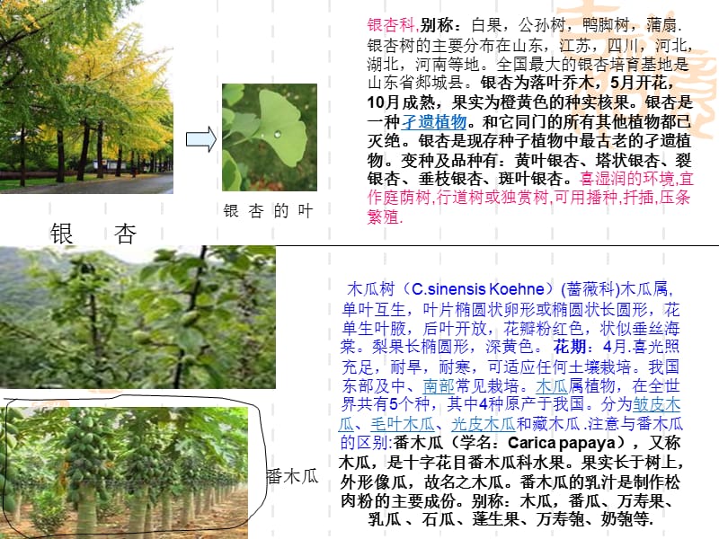 北方常用绿化树品名及习性.ppt_第2页