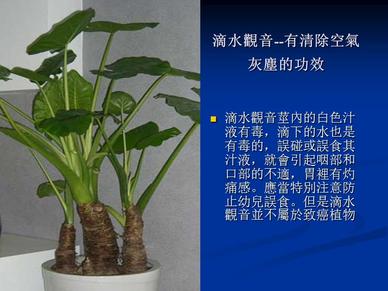 家庭常植物的功效.ppt_第2页