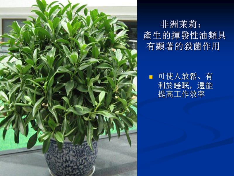 家庭常植物的功效.ppt_第3页