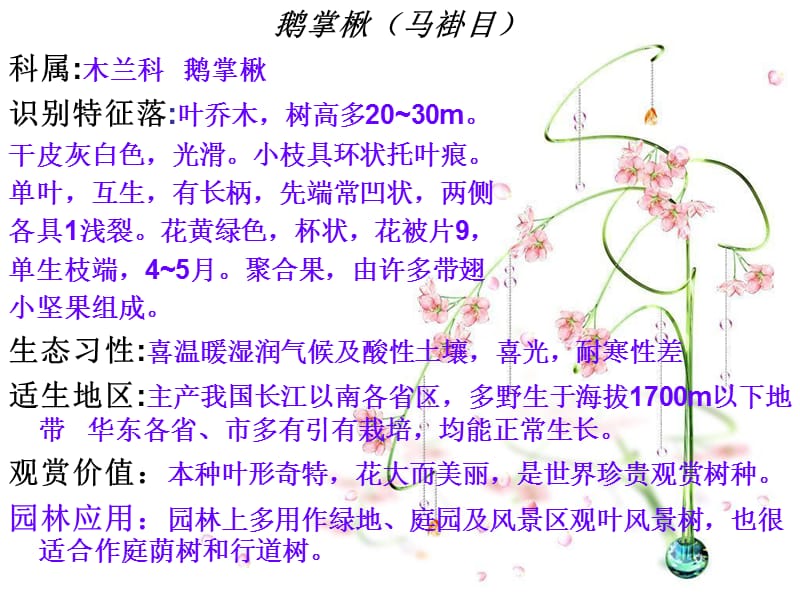 景观植物的浅析.ppt_第2页