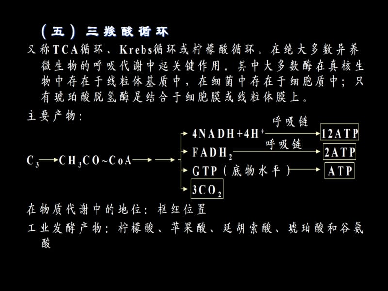 五TCA循环.ppt_第1页