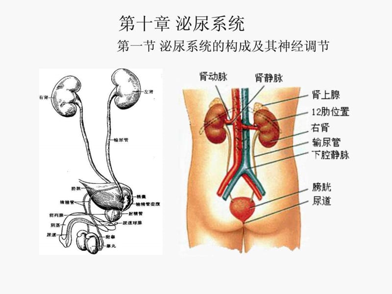 《人体解剖生理关学》第十章 泌尿系统-上海海洋大学-吴文.ppt_第1页