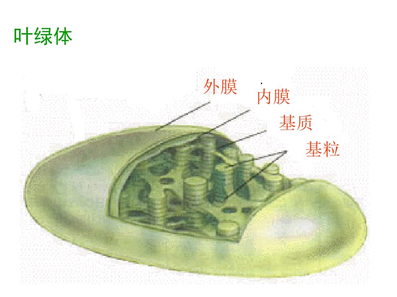 三节光合作用一捕获光能色素和结构.ppt_第2页