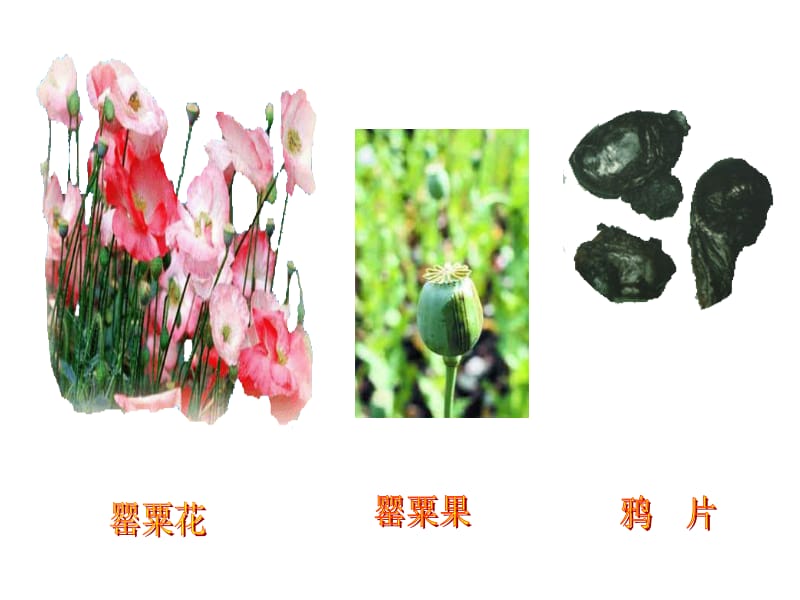 一单元课.ppt_第2页