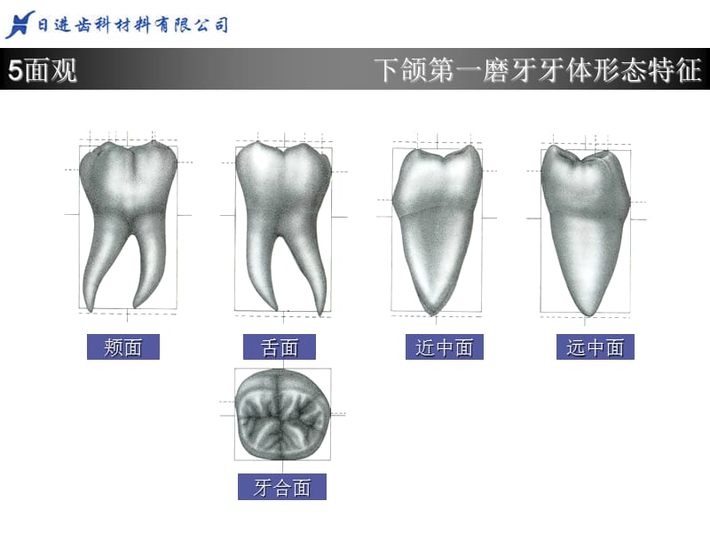 下6牙体形态简述.ppt_第2页