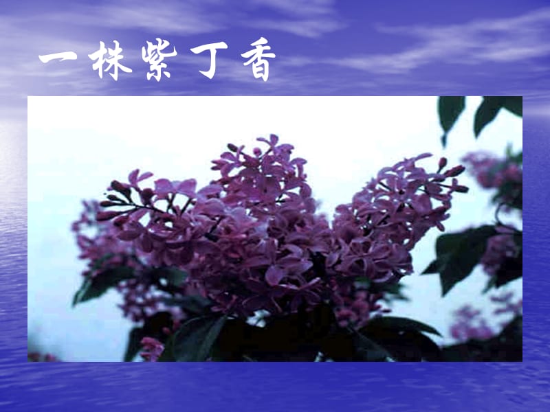 一株紫丁香.ppt_第1页