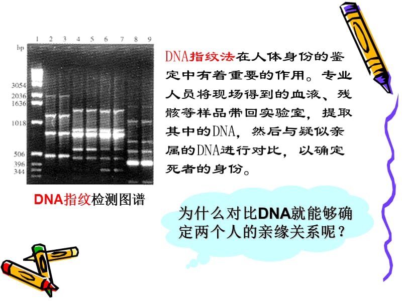 1-2-3遗传信息的携带者 核酸.ppt_第2页