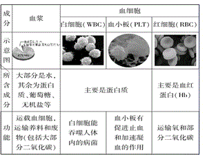 循环系统.ppt