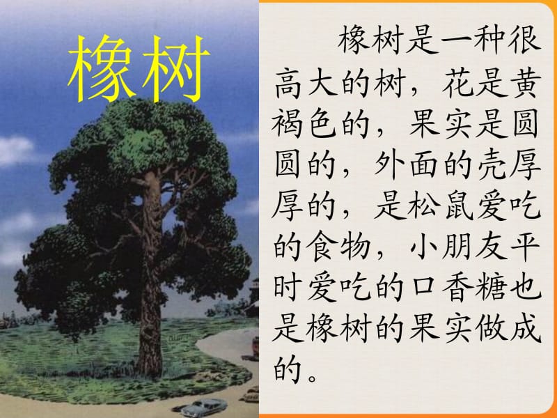 橡树是一种很高大的树花是黄褐色的果实是圆圆的外.ppt_第2页