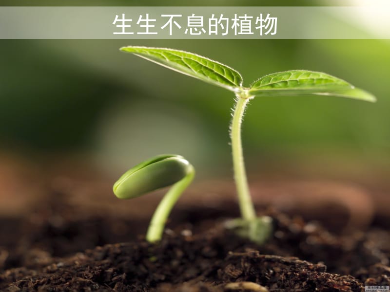 生生不息的植物.ppt_第2页