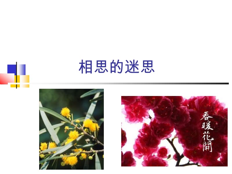 相思的迷思.ppt_第1页