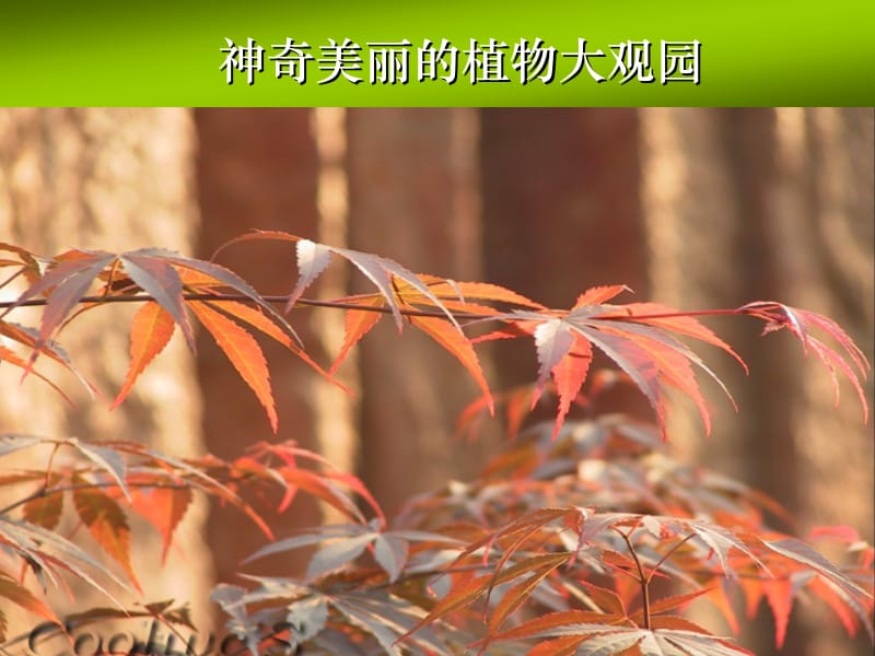 神奇美丽的植物大观园.ppt_第1页