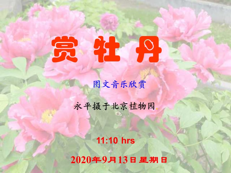 赏牡丹ppt课件.ppt_第1页