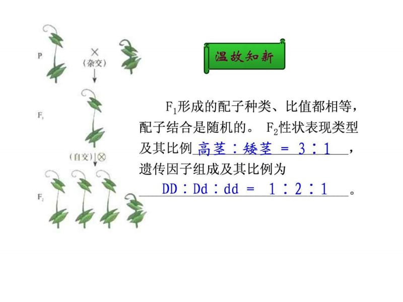 2011年高考生物一轮复习课件孟德尔的豌豆杂交实验(二).ppt_第2页