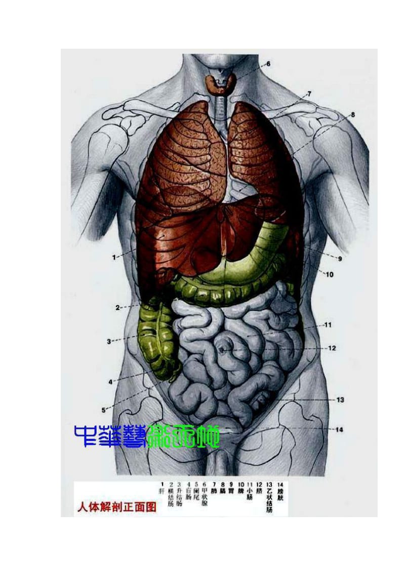 [设计]《人体内脏结构图》经典收藏.doc_第2页