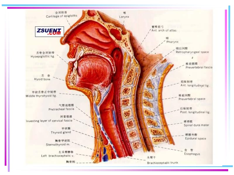 喉的应用解剖学及生理学PPT课件.ppt_第3页