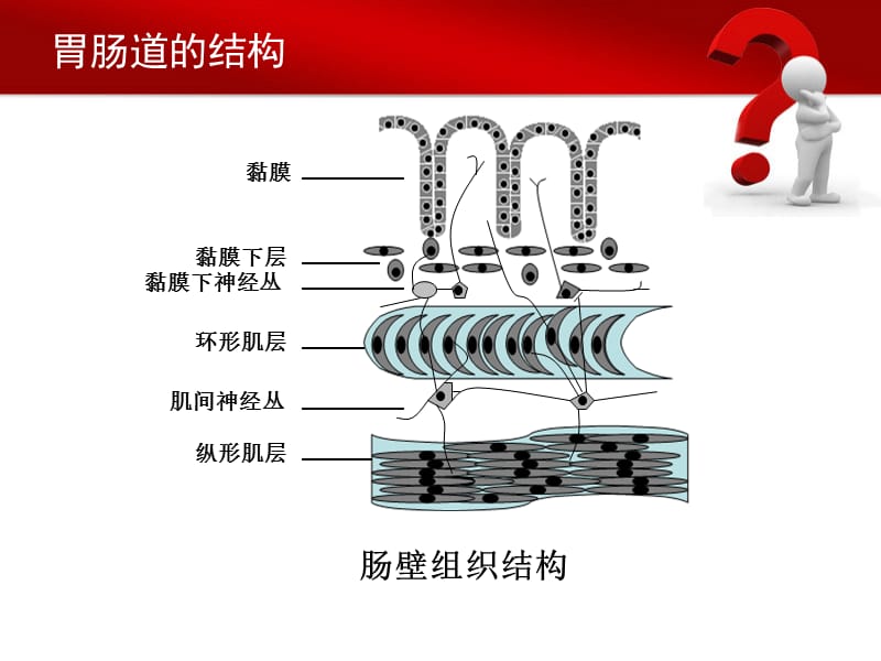 急性胃肠损伤PPT课件.ppt_第3页