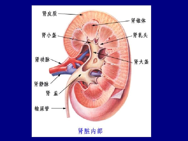 《生理学》第八章肾脏的功能ppt课件.ppt_第3页