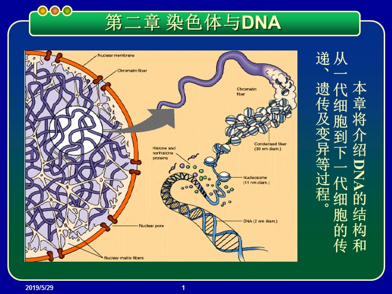 2019基因工程PPT课件 第二章 染色体与DNA.ppt_第1页