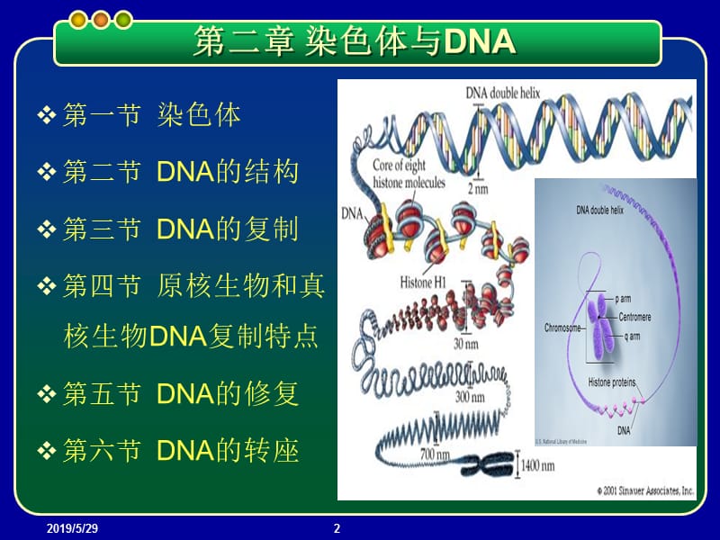 2019基因工程PPT课件 第二章 染色体与DNA.ppt_第2页