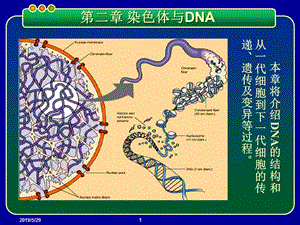 2019基因工程PPT课件 第二章 染色体与DNA.ppt