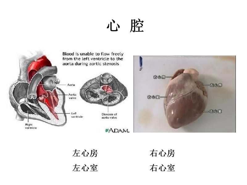 《心腔》PPT课件.ppt_第1页