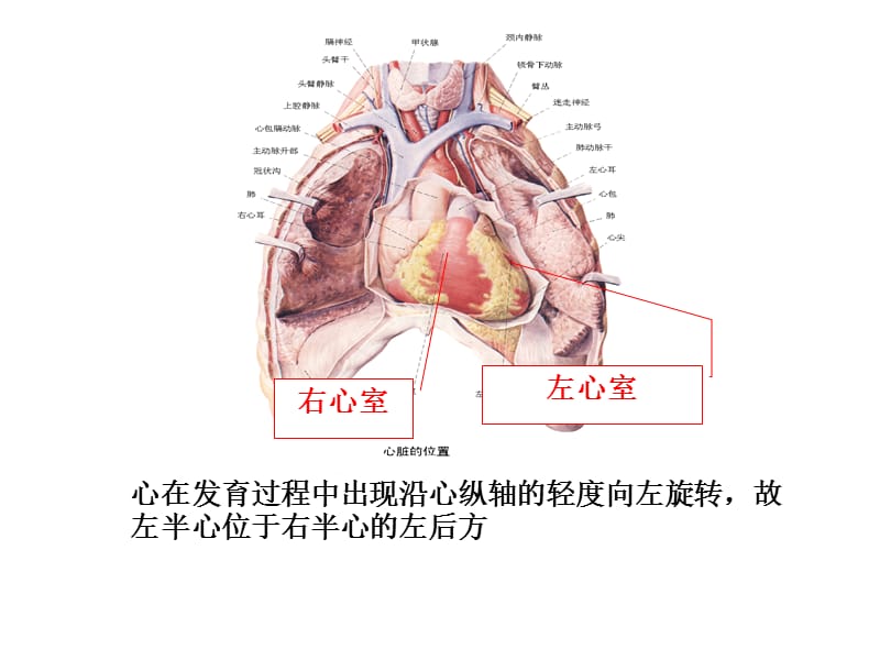 《心腔》PPT课件.ppt_第2页