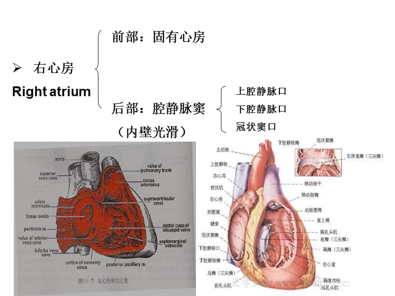 《心腔》PPT课件.ppt_第3页