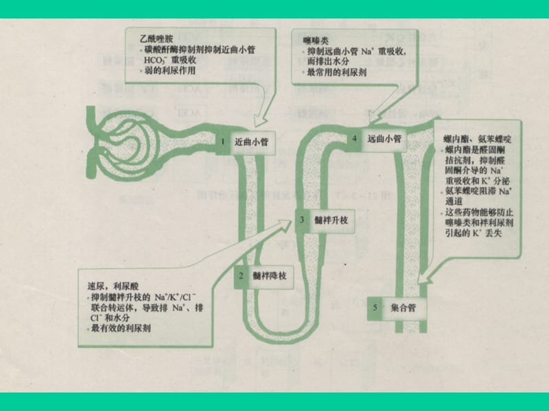 兽医药理学课件(第7章)利尿药和脱水药.ppt_第3页