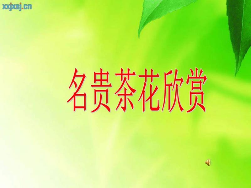 2019名贵茶花欣赏大全_图文.ppt.ppt_第1页