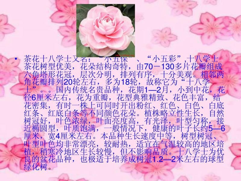 2019名贵茶花欣赏大全_图文.ppt.ppt_第3页