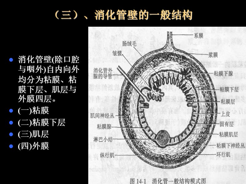 《三消化系统切片》PPT课件.ppt_第1页