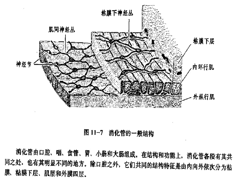 《三消化系统切片》PPT课件.ppt_第2页