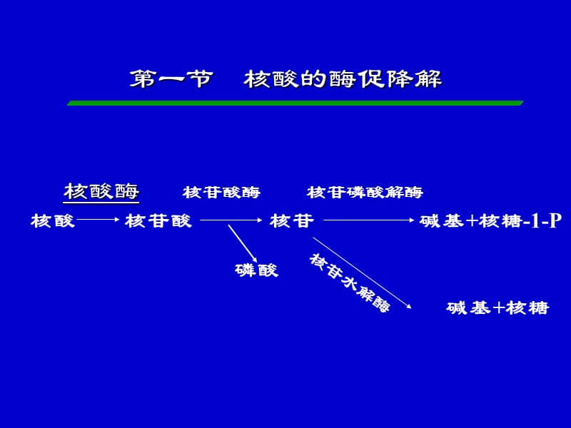 核酸的酶促降解和核苷酸代谢PPT课件.ppt_第2页