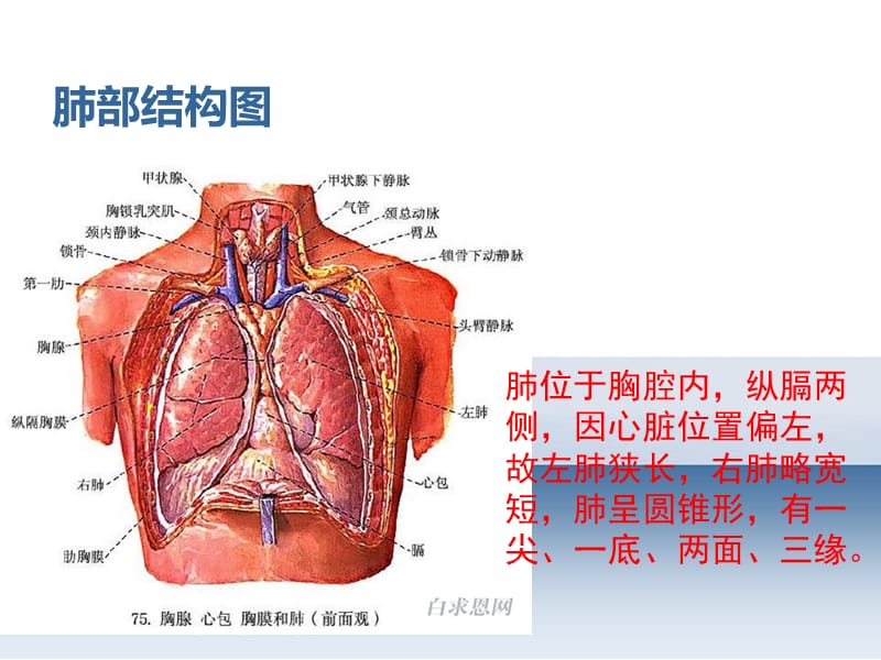 2019胸腔闭式引流的护理-上海市第一人民医院.ppt_第2页