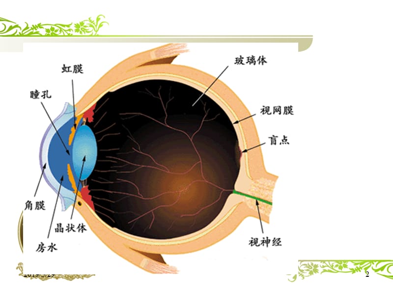 《白内障》ppt课件.ppt_第2页