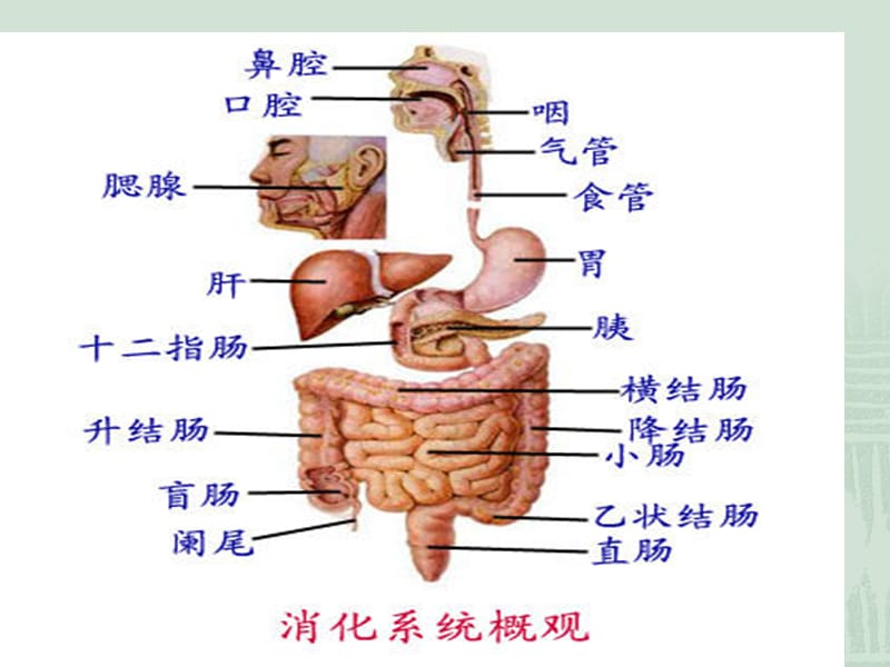 2019胃肠道疾病的营养治疗.ppt_第2页