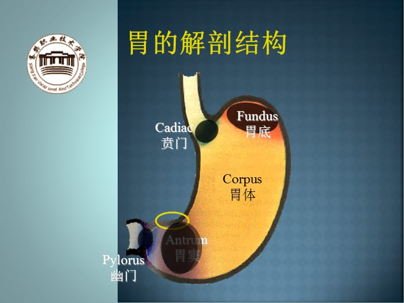 《护理消化》ppt课件.ppt_第2页