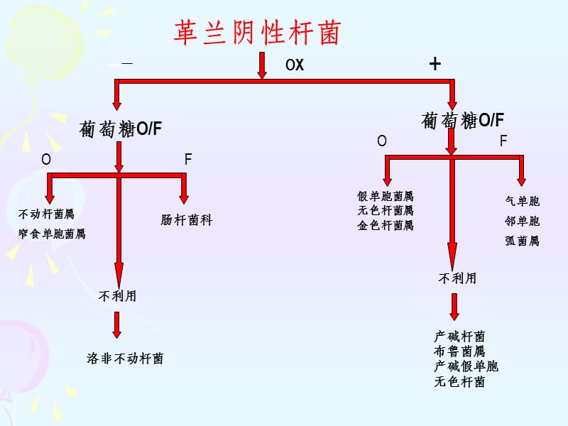 微生物检验第八章非发酵阴杆ppt课件.ppt_第3页