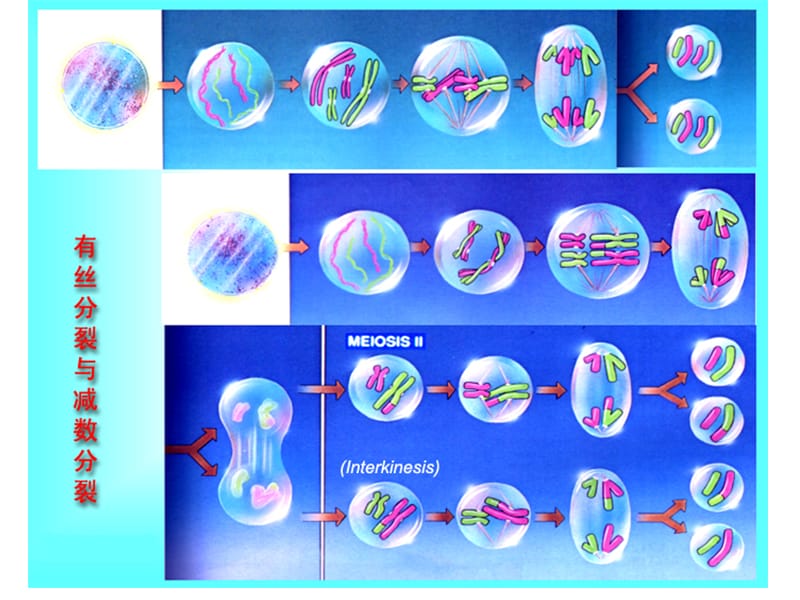 2019园林植物花卉育种学ppt课件第5章 杂交育种.ppt_第3页