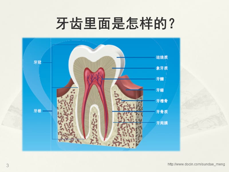 2019【小学课件】4个护齿好习惯 32颗好牙齿.ppt_第3页